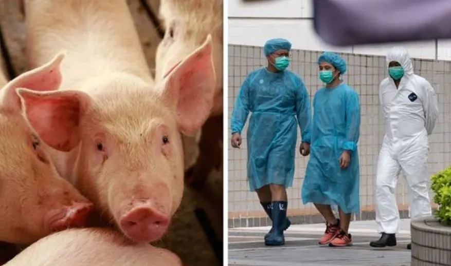 African Swine Flu Suspected in Bali as 888 Pigs Found Dead in Denpasar, Badung and Tabanan