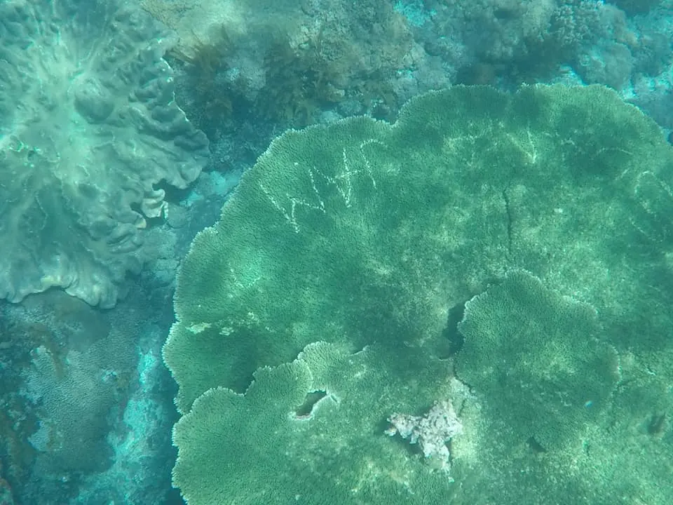 Tourists Carve Their Names In Coral In Nusa Penida