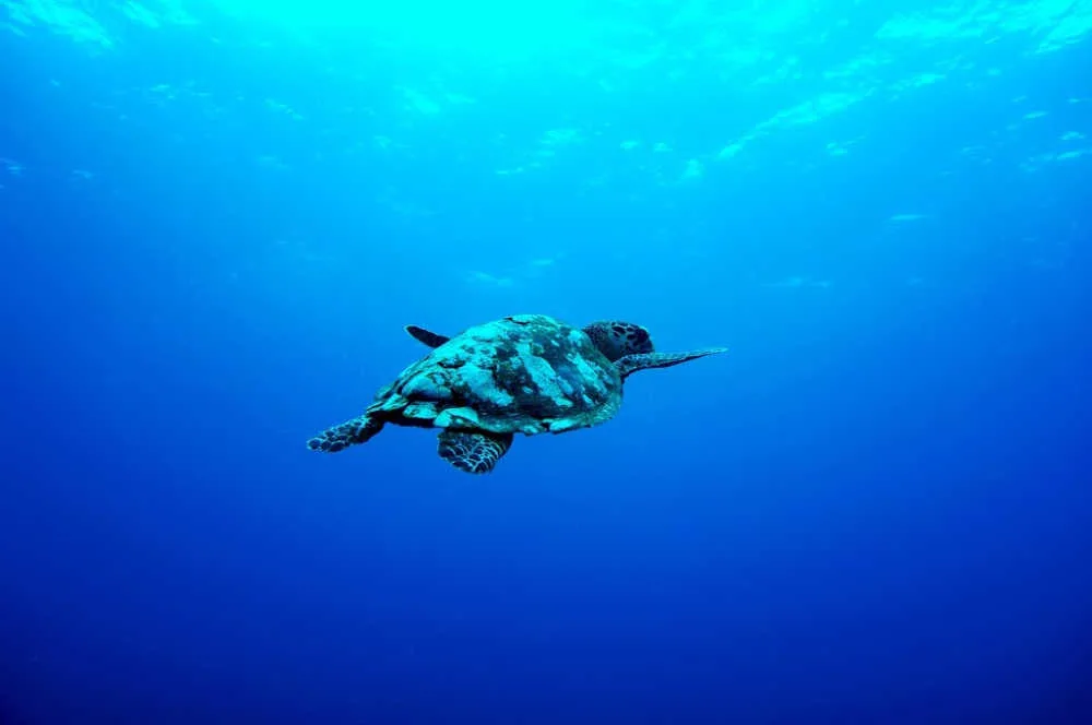 sea turtle bali