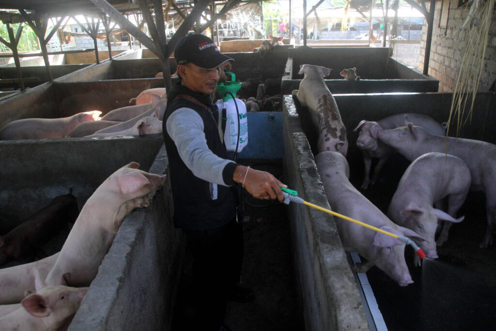 afircan swine fever in bali pigs