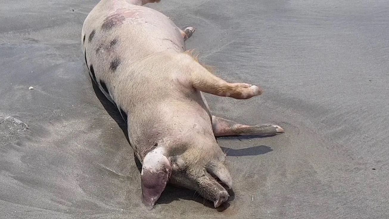 Pigs Ending Up On Canggu and Seminyak Beaches After Dying From Mysterious Disease