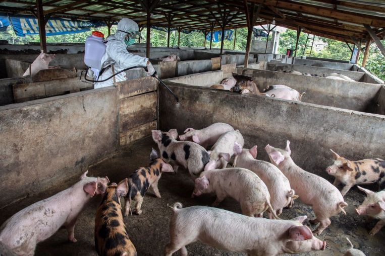 Swine fever outbreak bali