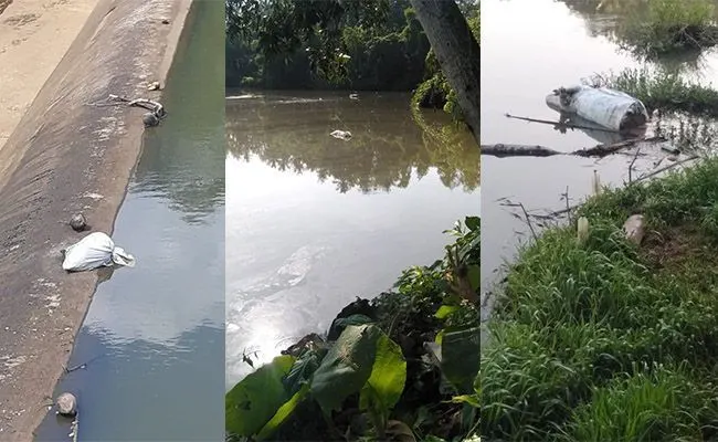 Police Hunting Bali Resident That Dumped Dead Pig In River
