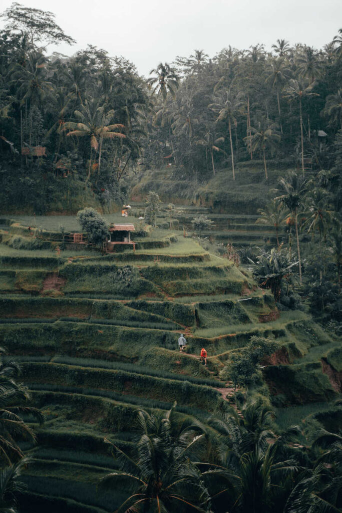 Bali Rice paddy