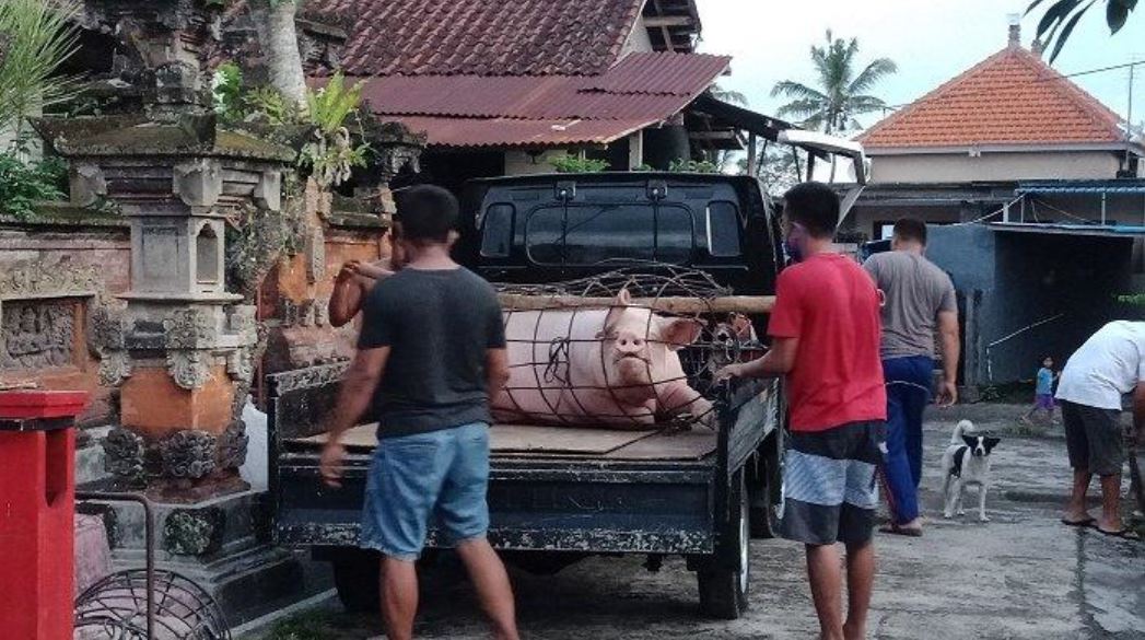 African Swine Flu Suspected In Hundreds Of Pigs In Bali