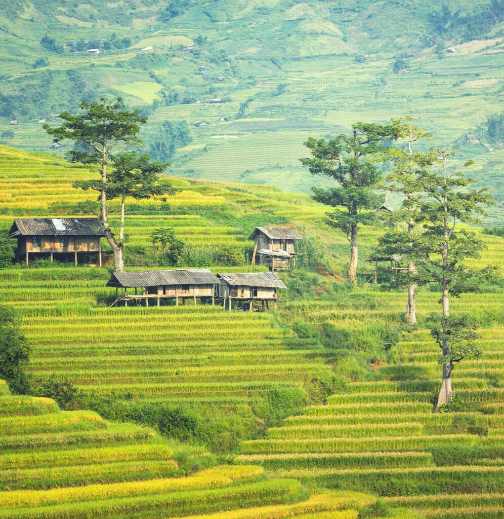 Bali Traditional house in rice field