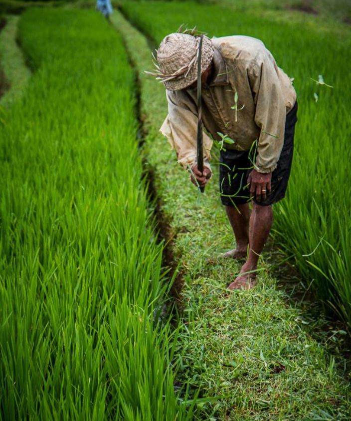 bali rice field worker
