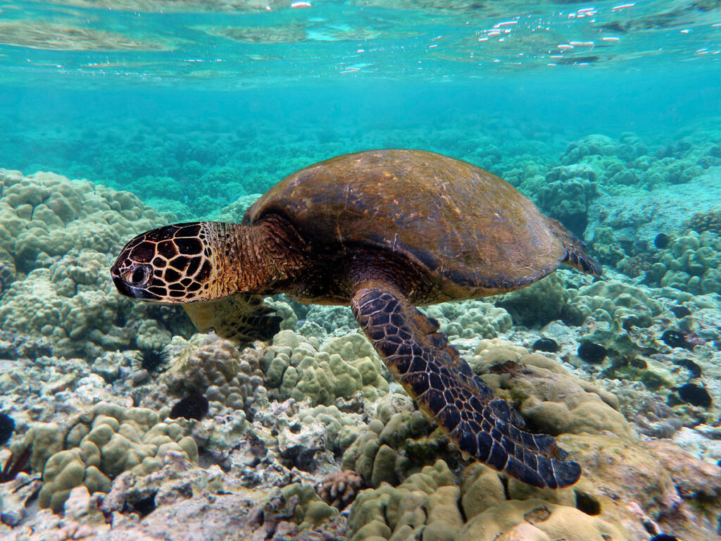 sea turtle (2)