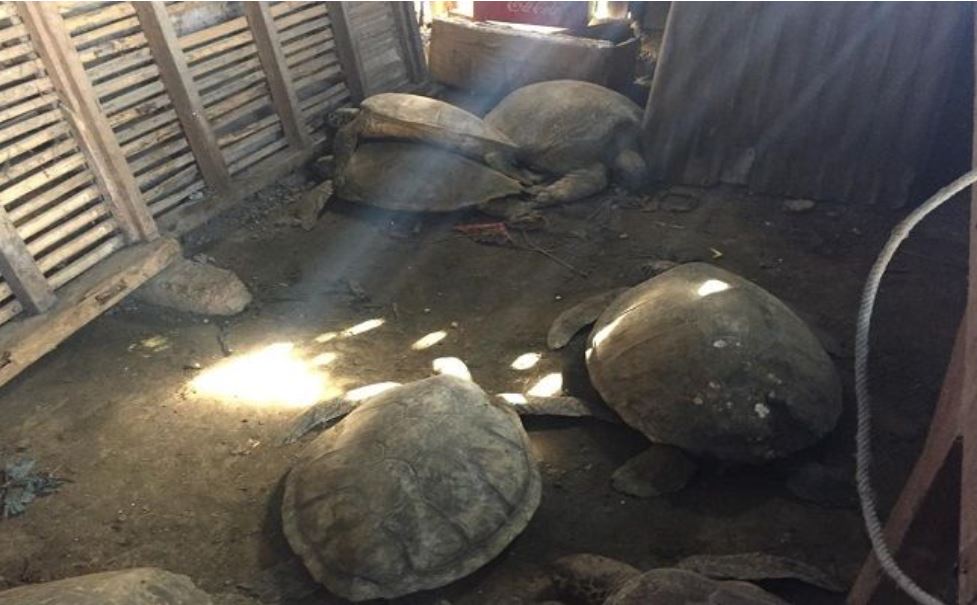 Bali Local Arrested For Selling Sea Turtle Meat