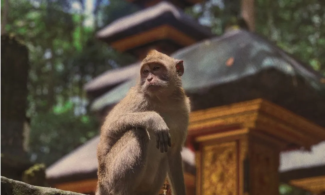 Gianyar and Ubud's Monkey Forest Targets Reopening For July 9th