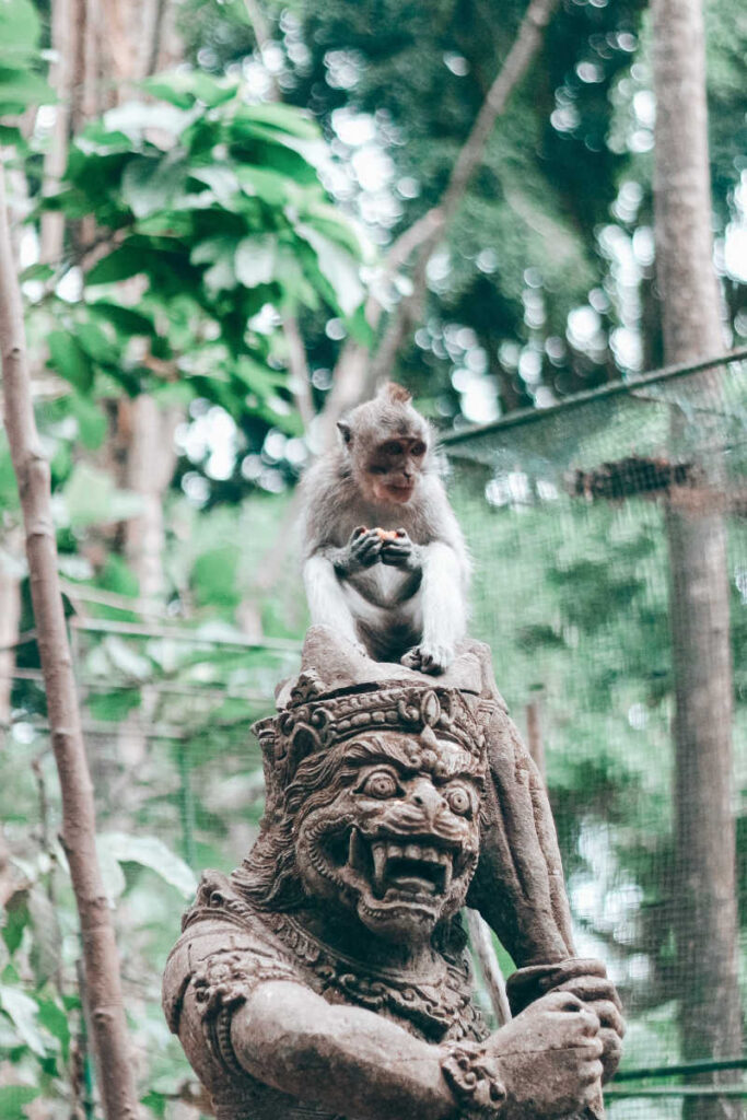 Monkey at ubud forest