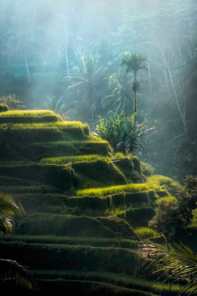 Rice paddy in Bali