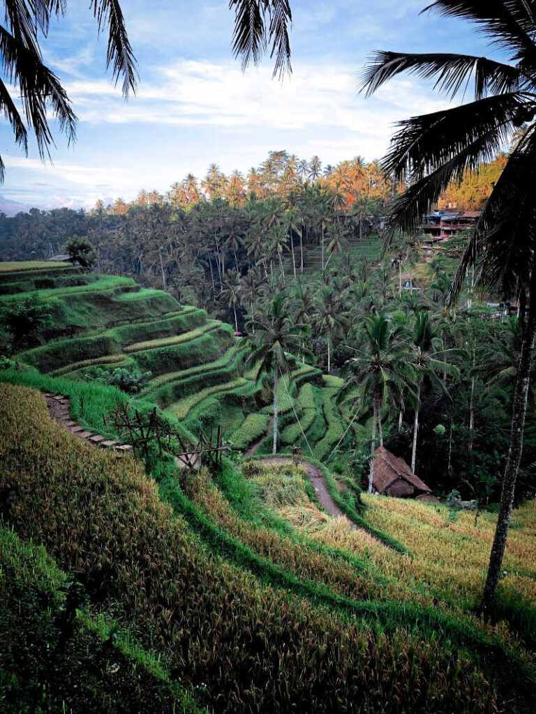 UBud Rice Paddy