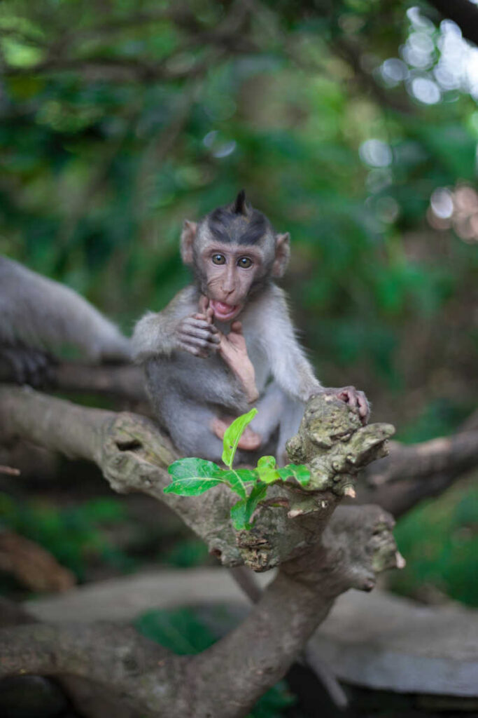 baby monkey at ubud monkey forest