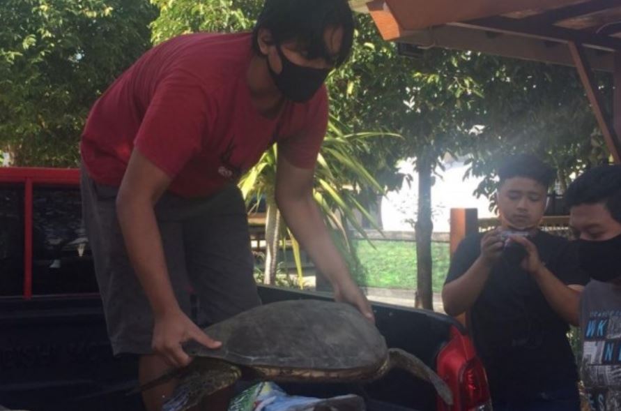 green turtles used for meat