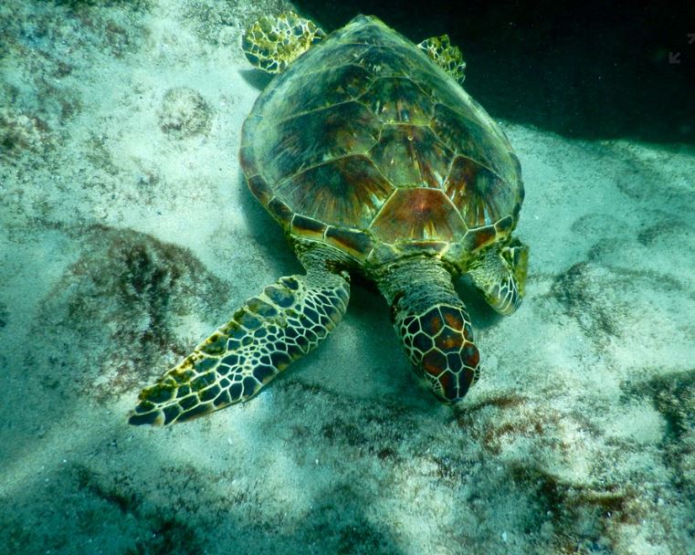 sea turtle