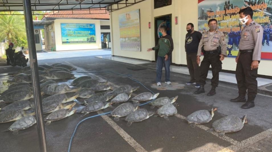 7 People Arrested For Smuggling Over 40 Endangered Turtles in Bali