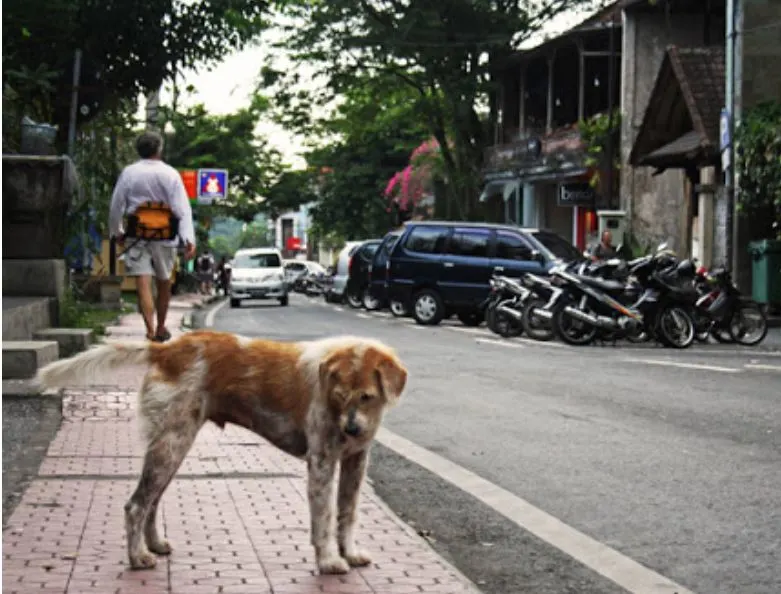 Dog on street in bali