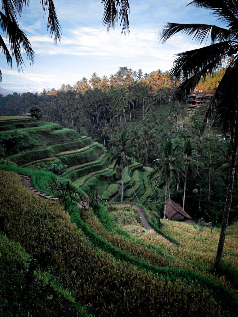 bali rice paddy