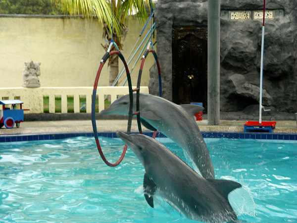 dolphin jumping through hoops in bali