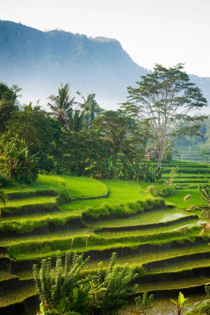 bali rice fields