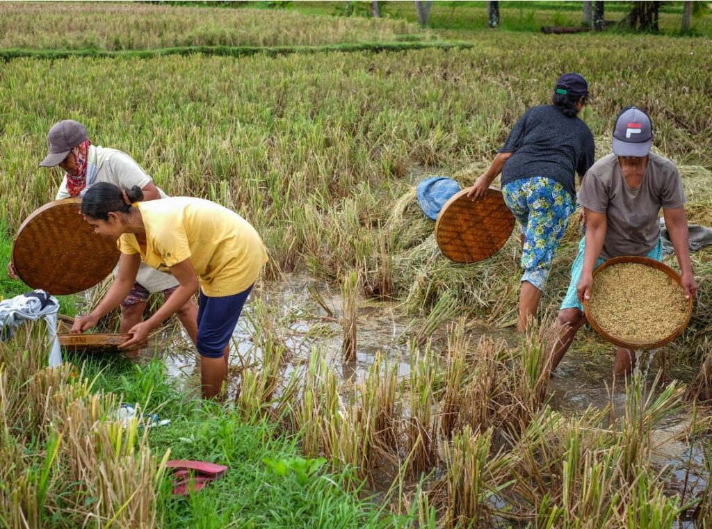 bali rice workers