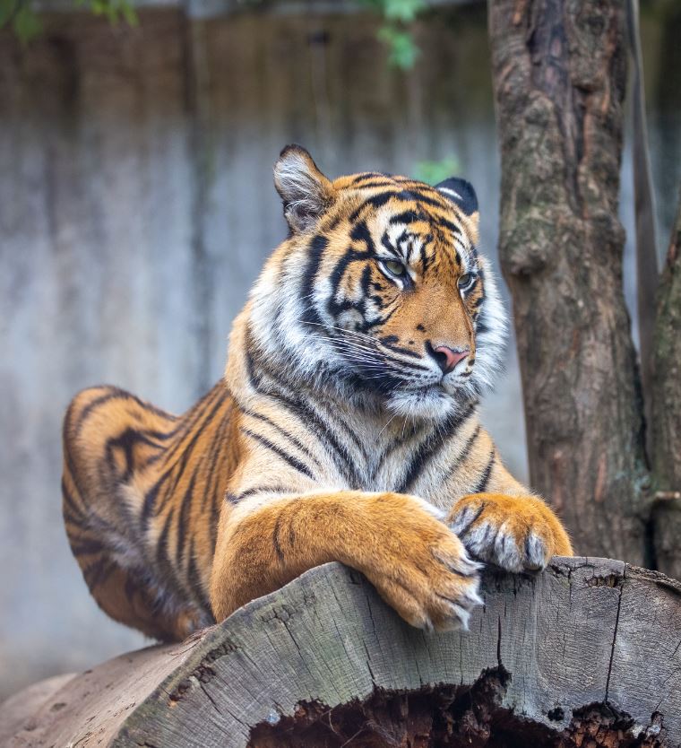 Bali tiger