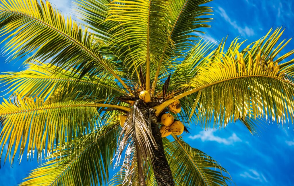 coconut tree