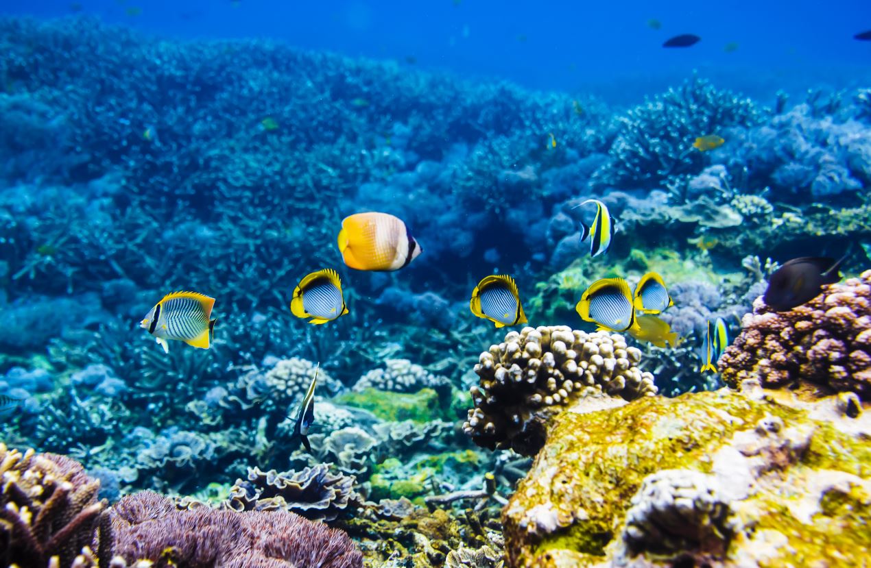 Coral Restoration Project In Bali Will Provides Income To Local Community