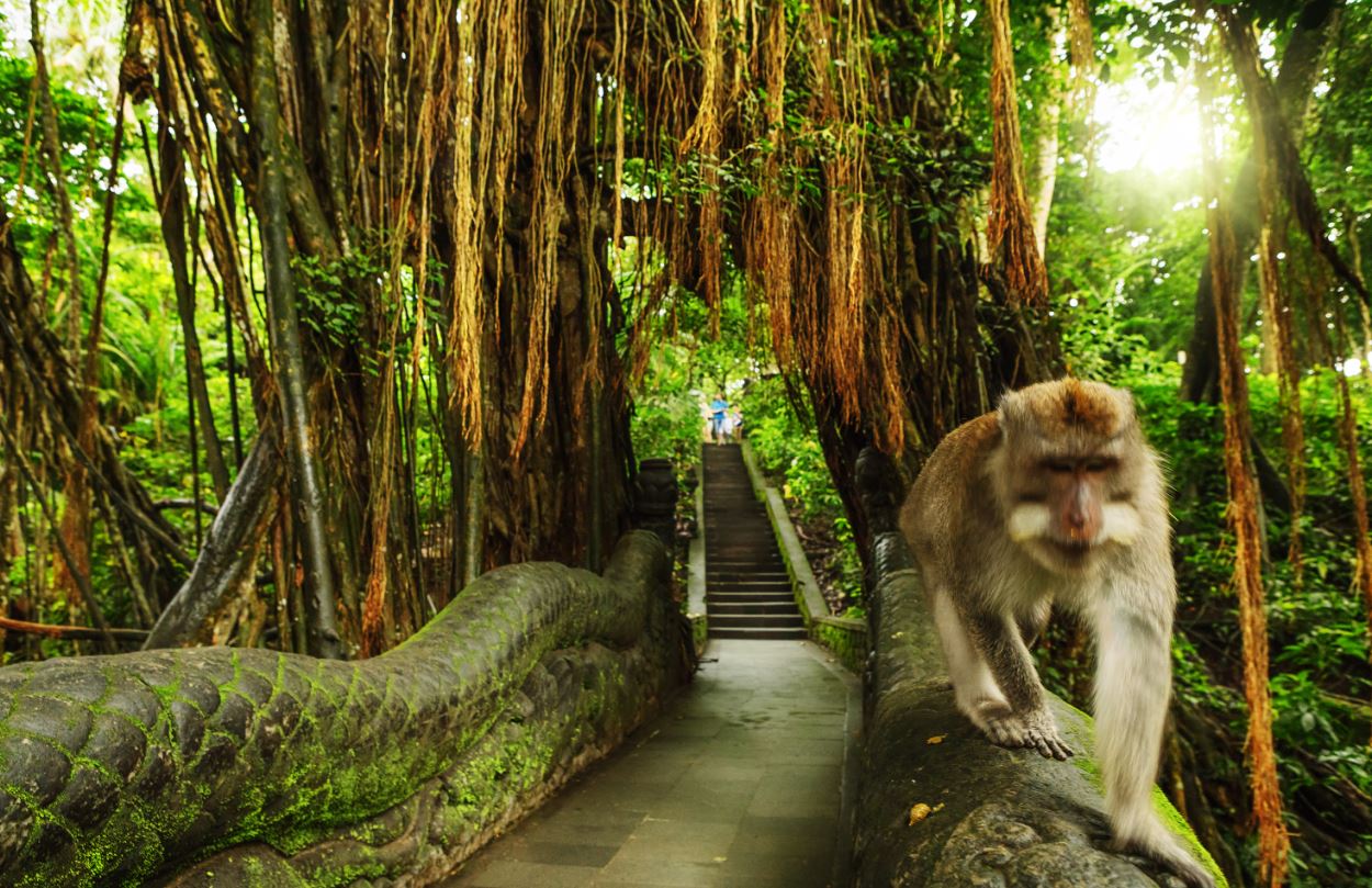 Wisata Monkey Forest - Petualangan Seru di Tengah Hutan Monyet Ubud