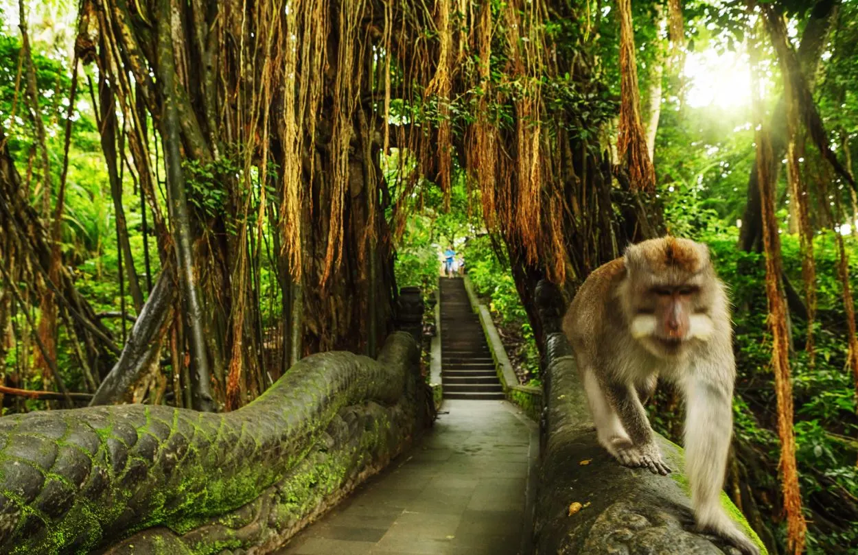 Ubud Monkey Forest In Bali Will Reopen November 5th
