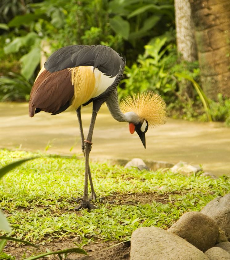 bali bird park