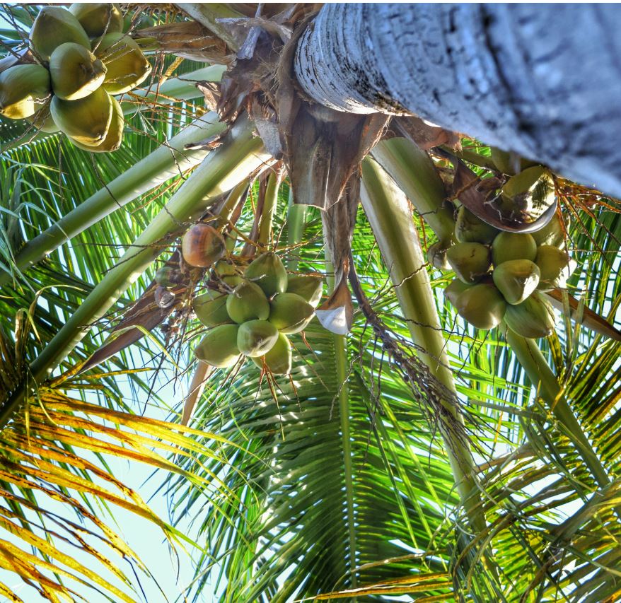 bali coconuts