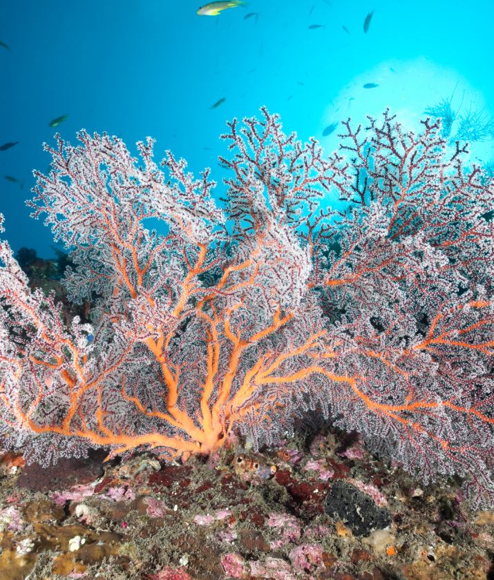 bali corals