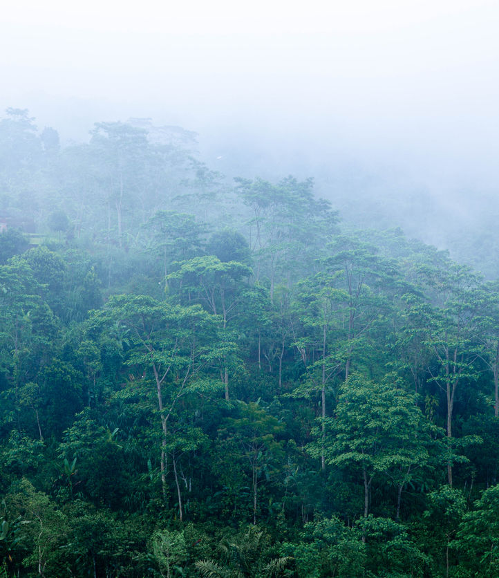 Morning fog on the rainy deep jungle forest - Tegallalang, Ubud, Bali