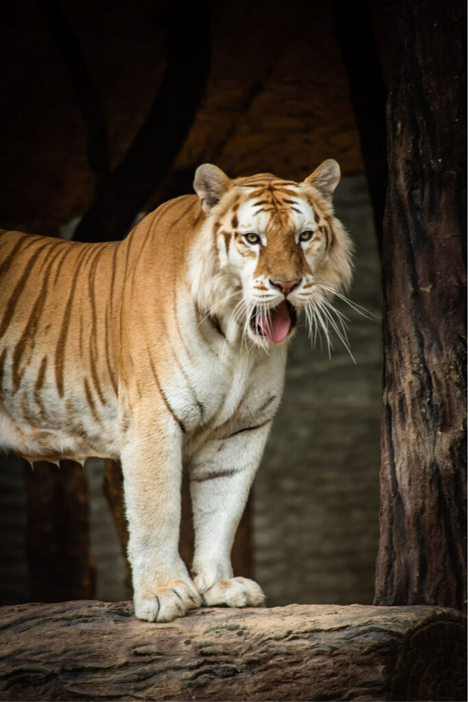 bali tiger