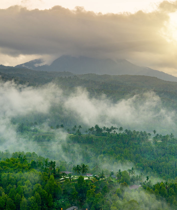 bali forest