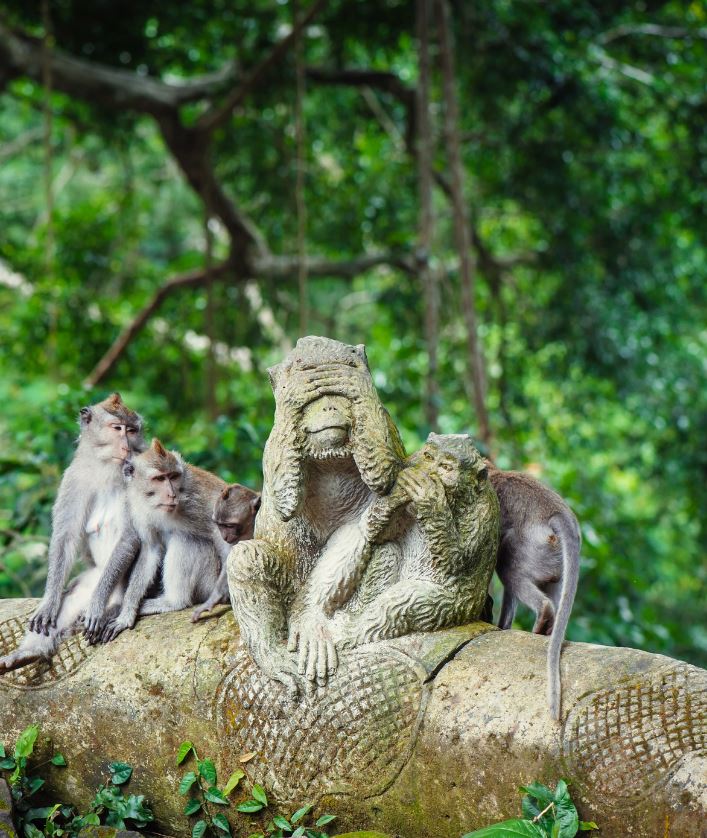 monkey at ubud monkey forest