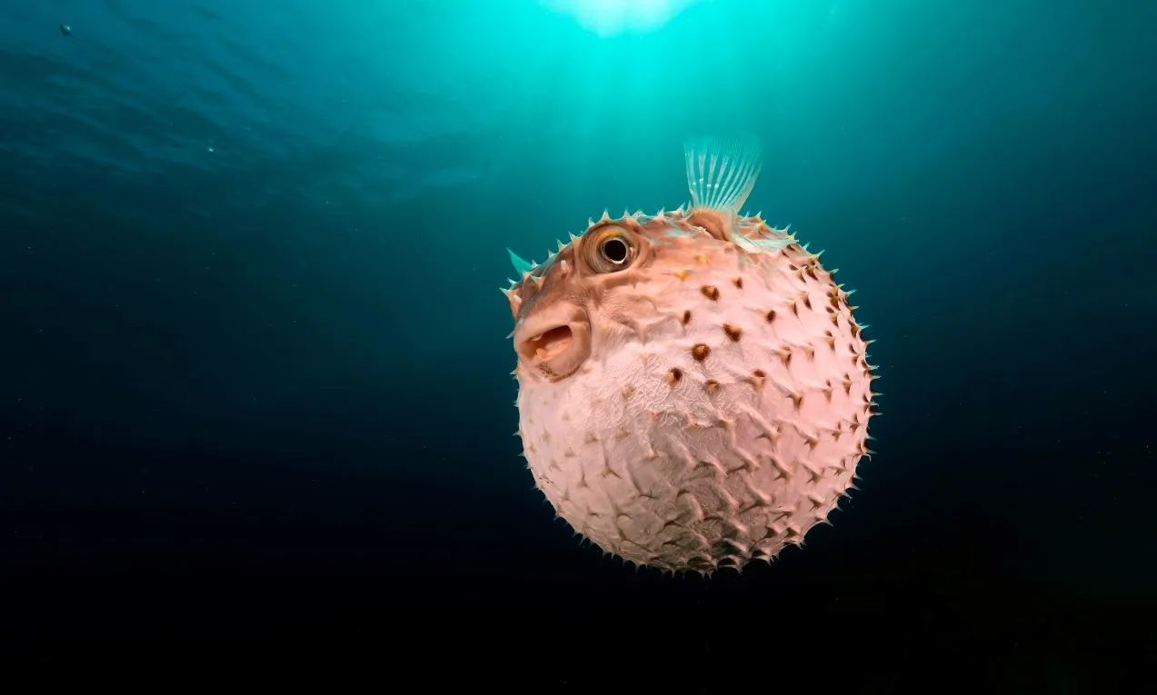 Child Loses Life In Bali After Eating Puffer Fish Crackers