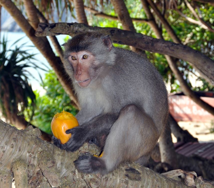 MOnkey stolen food