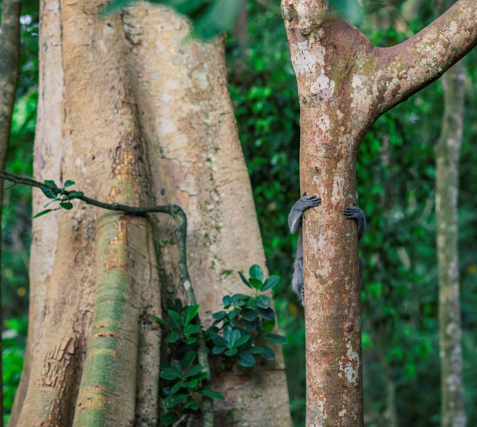 bali monkey hiding