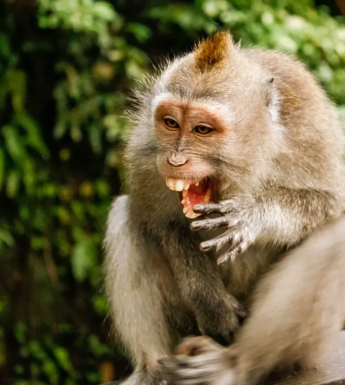 bali monkey laughing