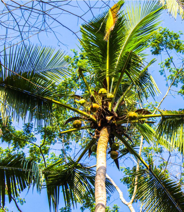 bali tree