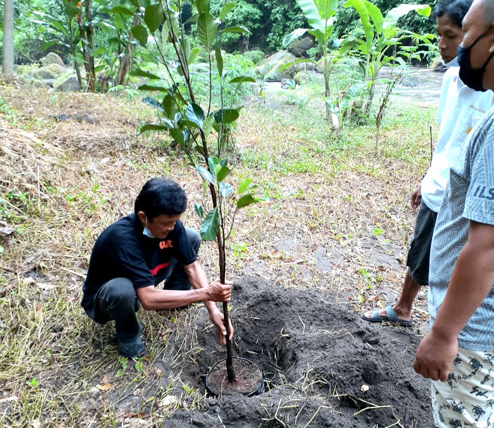 tree planting