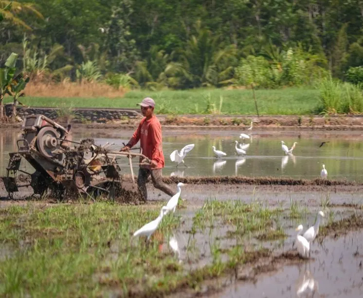 Bali Farmer