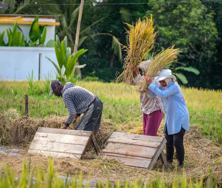 agriculture farmers Bali