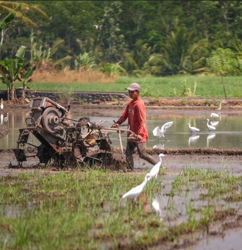 bali farmer