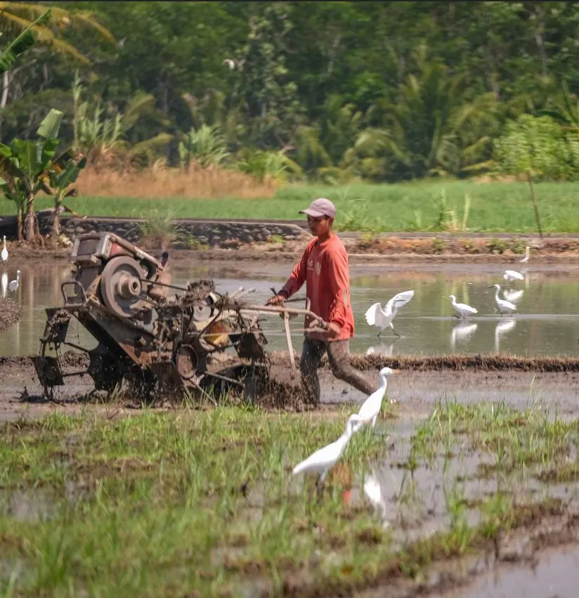 bali farmer