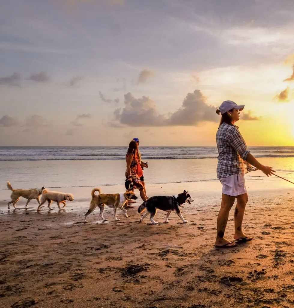 Bali beach dogs