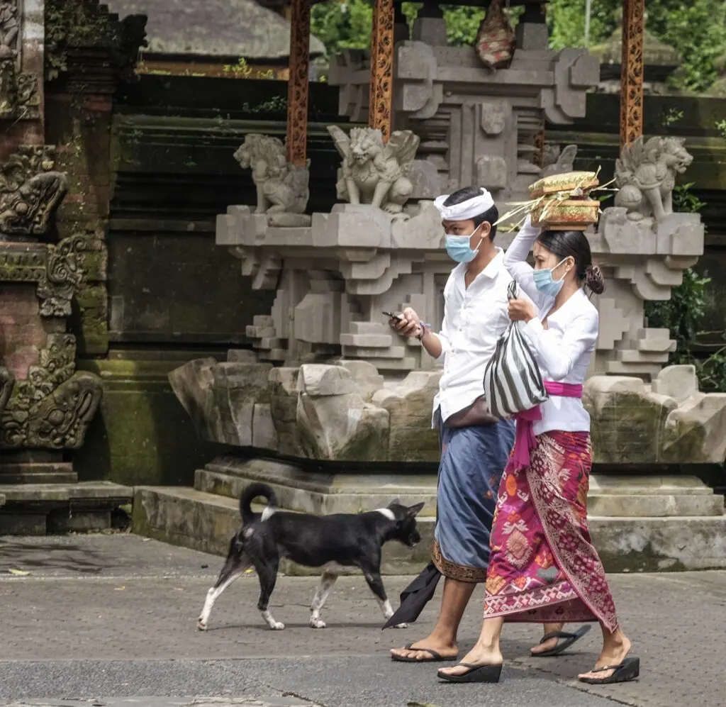 Bali locals stray dog